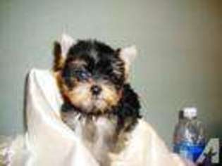 Yorkshire Terrier Puppy for sale in IRVING, TX, USA
