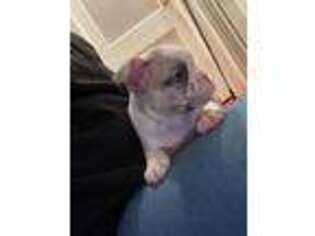 French Bulldog Puppy for sale in Milford, CT, USA
