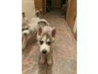 Siberian Husky Puppy for sale in Golden, CO, USA