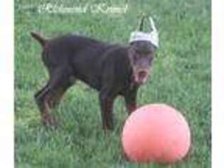 Doberman Pinscher Puppy for sale in London, OH, USA