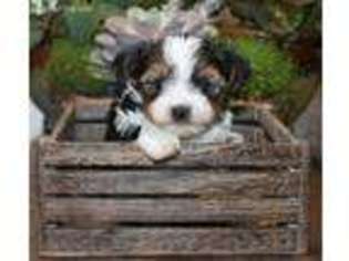 Biewer Terrier Puppy for sale in Iona, MN, USA