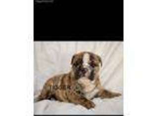 Bulldog Puppy for sale in Colfax, CA, USA