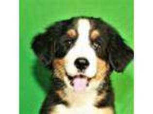 Bernese Mountain Dog Puppy for sale in Shawnee, OK, USA