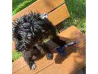 Portuguese Water Dog Puppy for sale in West Palm Beach, FL, USA