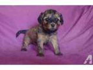 Cavapoo Puppy for sale in SAND LAKE, MI, USA