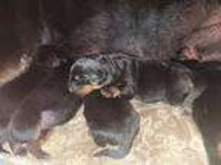 Rottweiler Puppy for sale in Hesperia, CA, USA