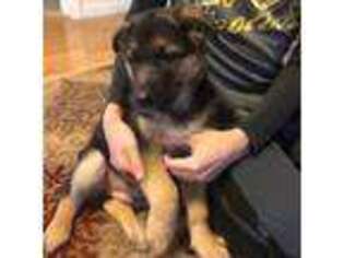 German Shepherd Dog Puppy for sale in Saco, ME, USA