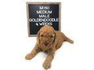 Goldendoodle Puppy for sale in Highland, IL, USA