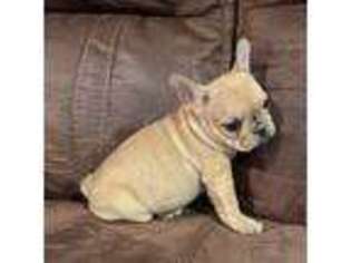 French Bulldog Puppy for sale in Jackson, KY, USA