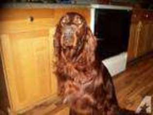 Irish Setter Puppy for sale in BOONS CAMP, KY, USA