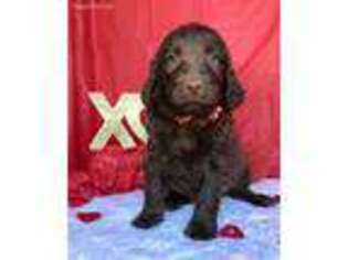 Labradoodle Puppy for sale in Berkeley Springs, WV, USA