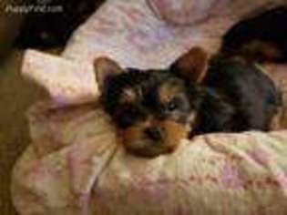 Yorkshire Terrier Puppy for sale in Sandy, OR, USA