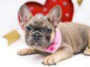 French Bulldog Puppy for sale in Augusta, KS, USA