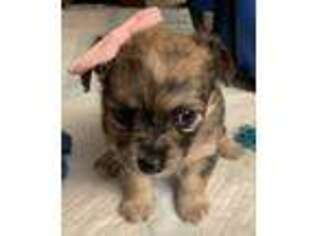 Chihuahua Puppy for sale in Charlton, MA, USA