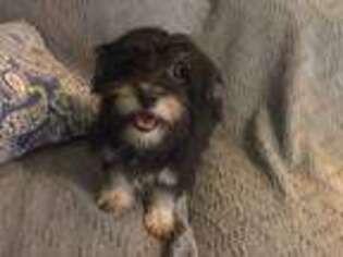 Havanese Puppy for sale in Beaufort, SC, USA
