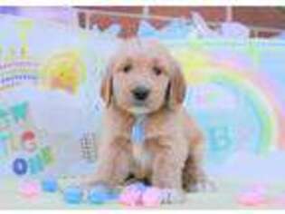 Goldendoodle Puppy for sale in Booneville, AR, USA