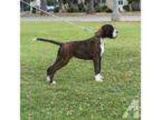Boxer Puppy for sale in LONG BEACH, CA, USA