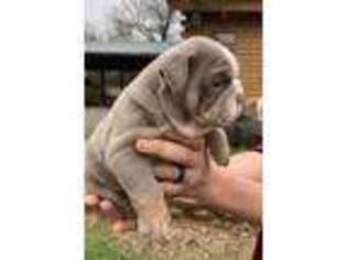 Bulldog Puppy for sale in Cushing, OK, USA