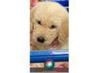Goldendoodle Puppy for sale in Mullins, SC, USA