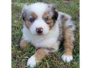 Miniature Australian Shepherd Puppy for sale in Galena, KS, USA