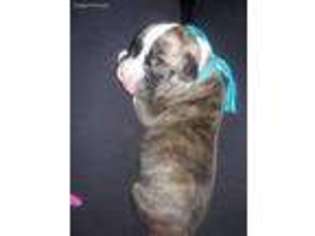 Boxer Puppy for sale in Norman, OK, USA