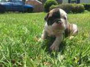 Olde English Bulldogge Puppy for sale in Wilmington, NC, USA