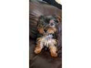 Yorkshire Terrier Puppy for sale in NORTHFORD, CT, USA