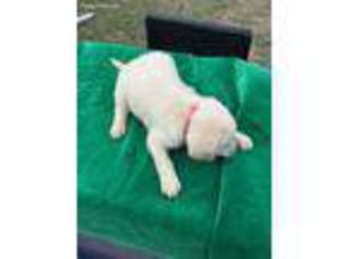 Labrador Retriever Puppy for sale in Liberty Hill, TX, USA