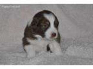 Australian Shepherd Puppy for sale in Billings, MT, USA