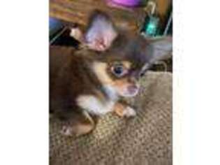 Chihuahua Puppy for sale in Washburn, IL, USA