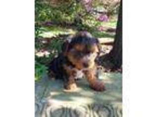 Yorkshire Terrier Puppy for sale in Turbotville, PA, USA
