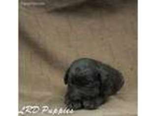 Labradoodle Puppy for sale in Wayland, IA, USA