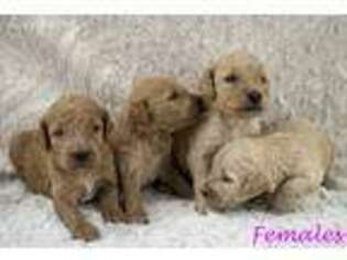 Goldendoodle Puppy for sale in Dardanelle, AR, USA