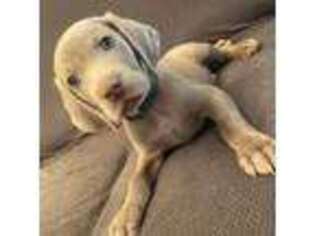 Weimaraner Puppy for sale in Stamford, CT, USA