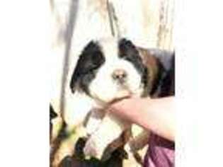Saint Bernard Puppy for sale in Vale, NC, USA