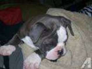 Olde English Bulldogge Puppy for sale in SANDUSKY, OH, USA