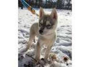 Siberian Husky Puppy for sale in Charlottesville, VA, USA