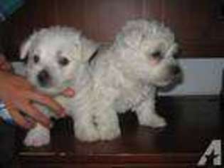 West Highland White Terrier Puppy for sale in CENTRALIA, WA, USA