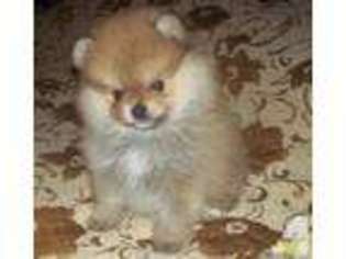 Pomeranian Puppy for sale in BRUNSWICK, GA, USA
