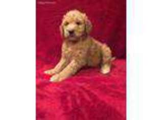 Goldendoodle Puppy for sale in Westville, OK, USA