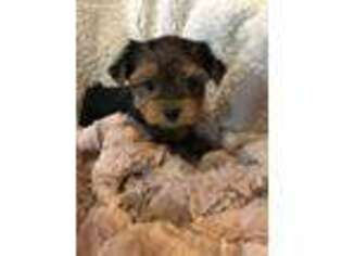 Yorkshire Terrier Puppy for sale in Chambersburg, PA, USA