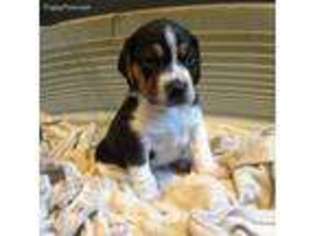 Beagle Puppy for sale in Alabaster, AL, USA