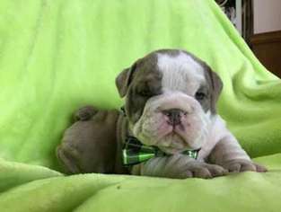 Bulldog Puppy for sale in Clearbrook, MN, USA