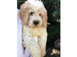 Labradoodle Puppy for sale in Modesto, CA, USA