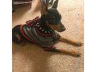 Miniature Pinscher Puppy for sale in Coralville, IA, USA