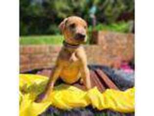 Doberman Pinscher Puppy for sale in Elkton, VA, USA