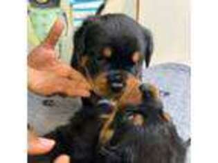Rottweiler Puppy for sale in Deltona, FL, USA