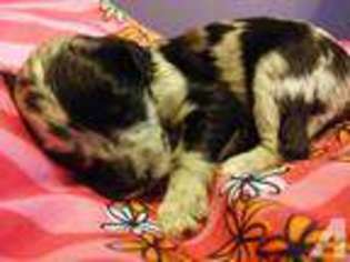 Mutt Puppy for sale in NEW CARLISLE, IN, USA