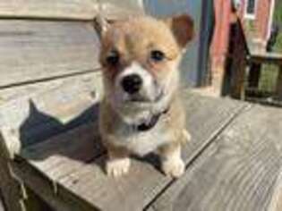 Pembroke Welsh Corgi Puppy for sale in Seymour, MO, USA