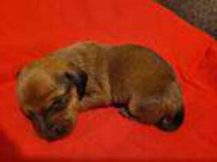 Dachshund Puppy for sale in Paris, TX, USA
